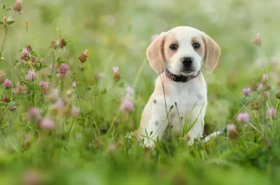 Beagle puppy in a field