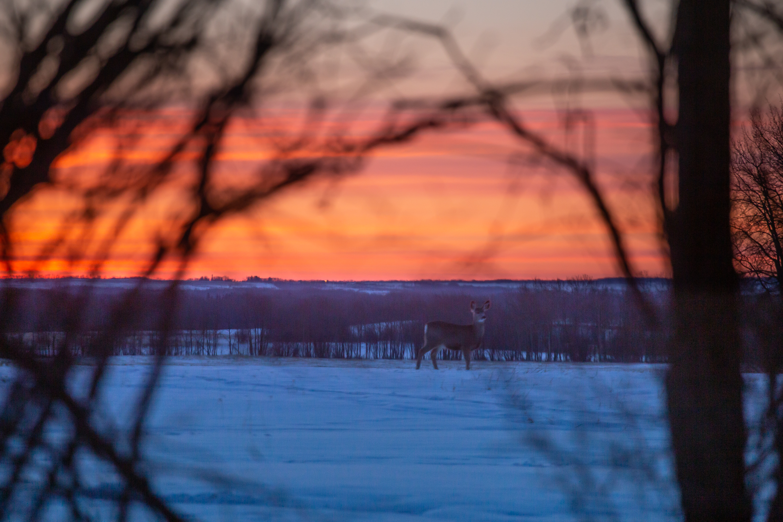  A beautiful, dramatic sunset over a snow-covered field, viewed through the dark, blurred branches of foreground trees. The sky is a vibrant mix of orange, red, and yellow, with the sun appearing as a bright, glowing circle near the horizon. In the mid-ground, a deer stands in the snowy field against a line of dark trees, silhouetted by the sunset. The framing by the dark branches creates a natural, dramatic vignette.