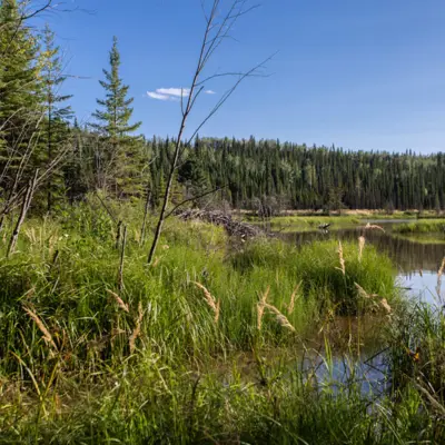 A riverside and forest