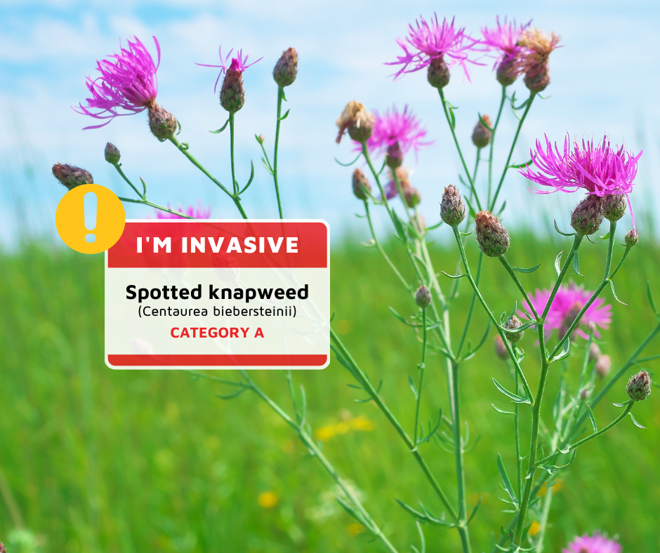 The invasive Spotted Knapweed plant