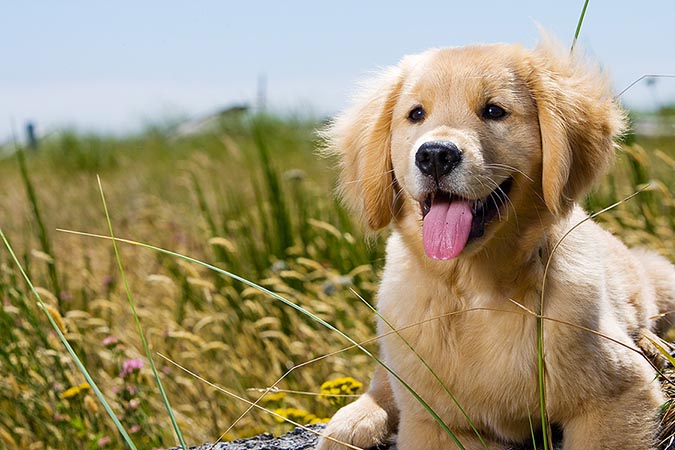 dog