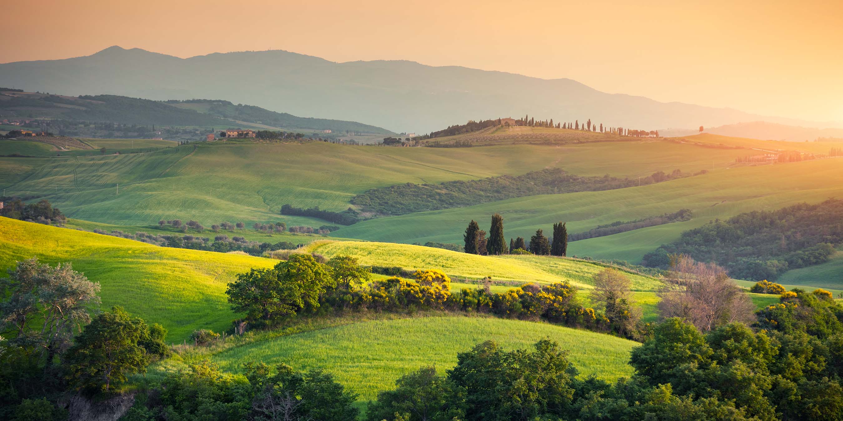 Field landscape at sunset