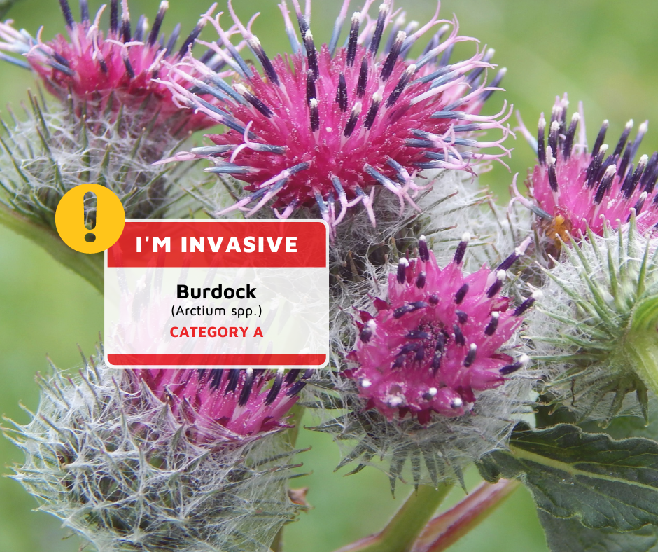 The invasive Burdock plant