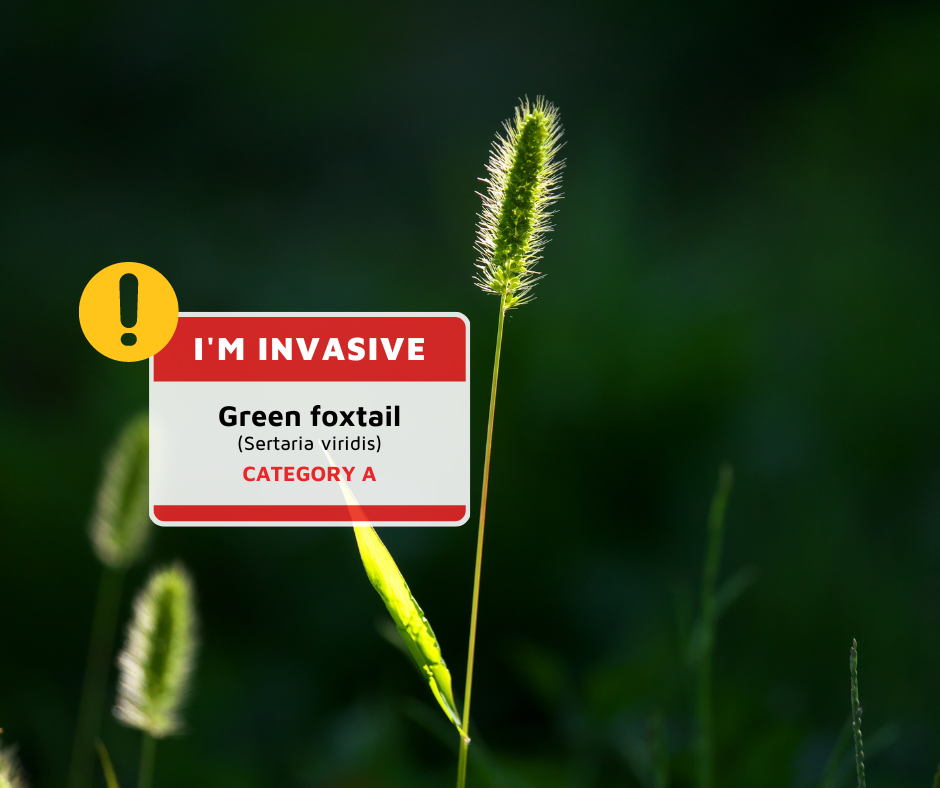 The invasive Foxtail plant