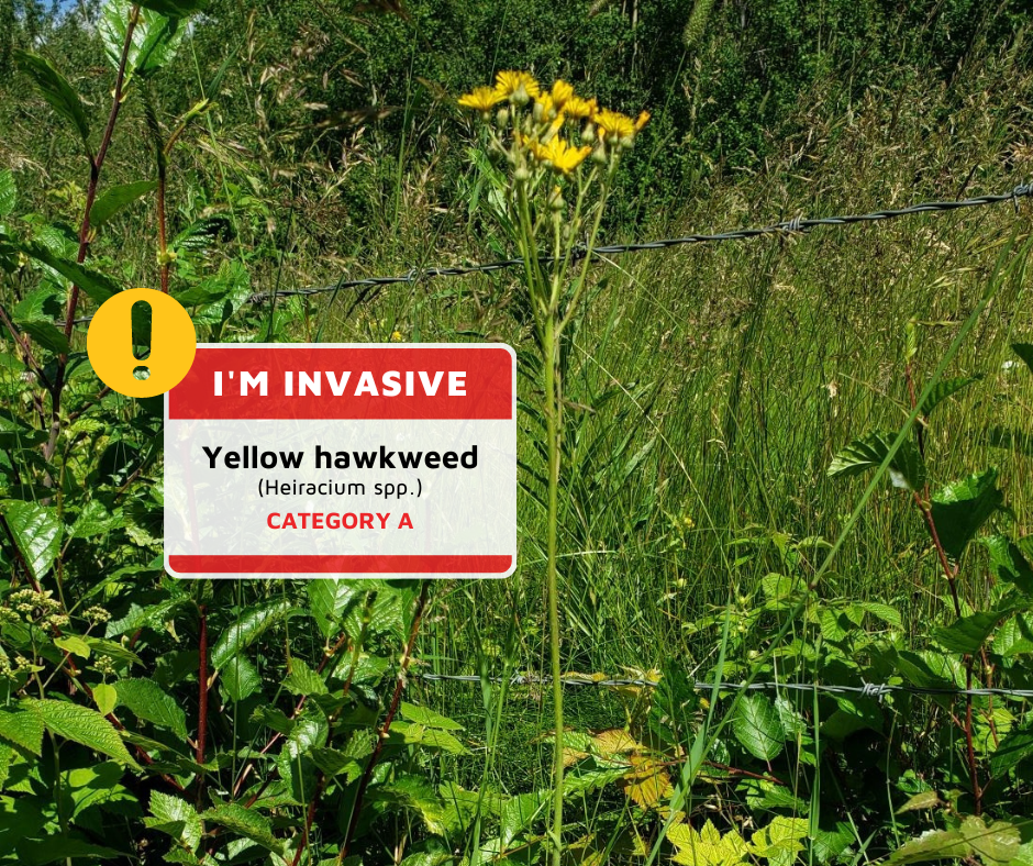 The invasive Yellow Hawkweed plant