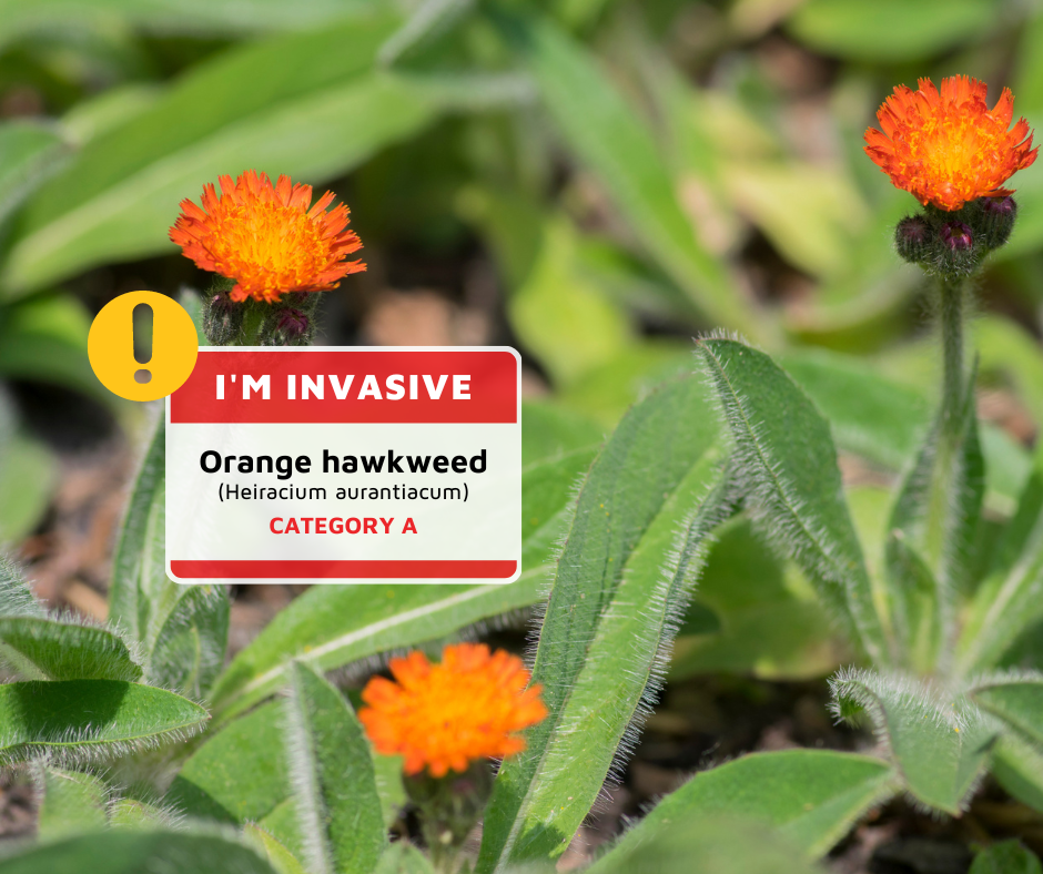 The invasive Orange Hawkweed plant