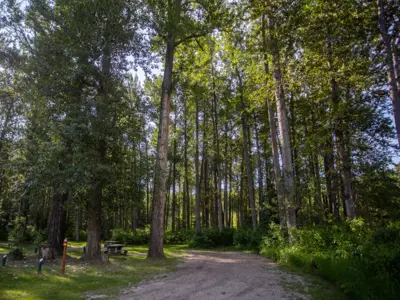Trees at Blackfoot Regional Park