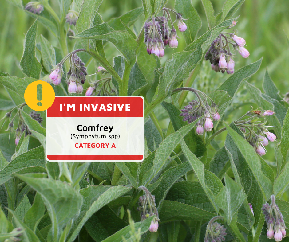 The invasive Comfrey plant