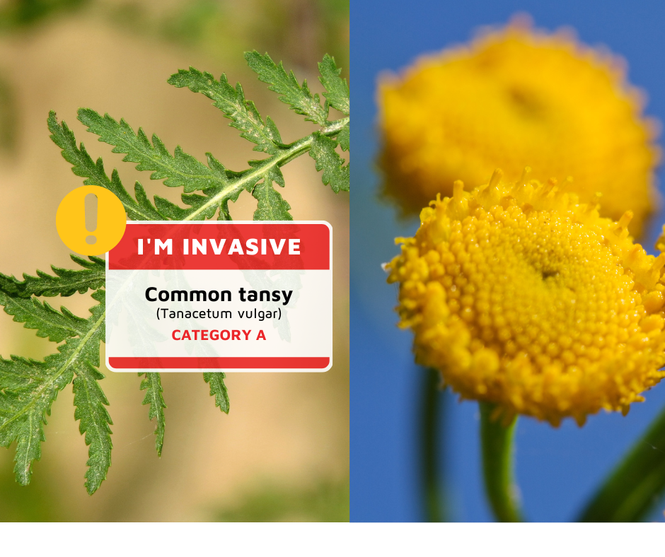 The invasive Common Tansy plant